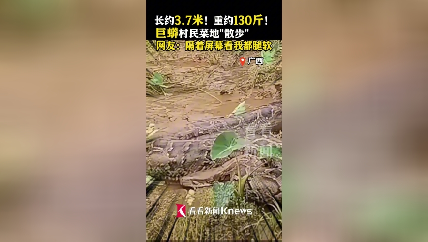 澳彩精准免费资料大全,燕云十六声1.5版本,动态词语解释落实_入门版V9.96